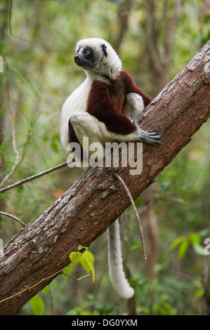 Coquerel's sifaka (Propithecus coquereli), de la Nature, Madagascar ferme Peyrieras Banque D'Images