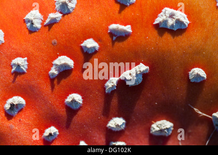 Détail de la partie supérieure d'un Fly Agaric toadstool (Amanita muscaria) Banque D'Images