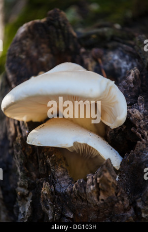 La Pleurote (Pleurotus cornucopiae) Banque D'Images