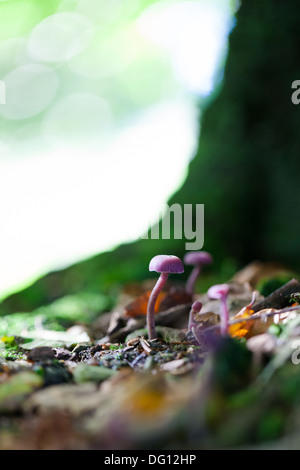 Améthyste (Laccaria amethystea imposteur) croissant dans les bois Banque D'Images