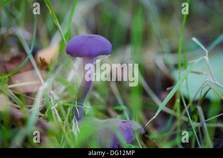 Améthyste (Laccaria amethystea imposteur) croissant dans les bois Banque D'Images