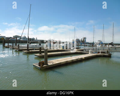 San Francisco, Californie, USA. Août 28, 2013. Un (Zalophus californianus) repose sur un ponton au Pier 39 à San Francisco, Californie, États-Unis d'Amérique, 28 août 2013. Photo : Alexandra Schuler/dpa/Alamy Live News Banque D'Images