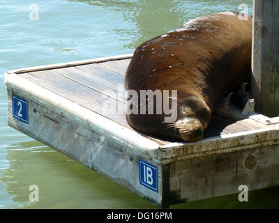San Francisco, Californie, USA. Août 28, 2013. Un (Zalophus californianus) repose sur un ponton au Pier 39 à San Francisco, Californie, États-Unis d'Amérique, 28 août 2013. Photo : Alexandra Schuler/dpa/Alamy Live News Banque D'Images