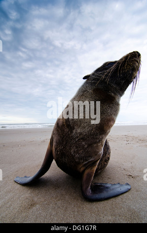 Loup de mer à la plage de San Clemente del Tuyu, Argentine Banque D'Images