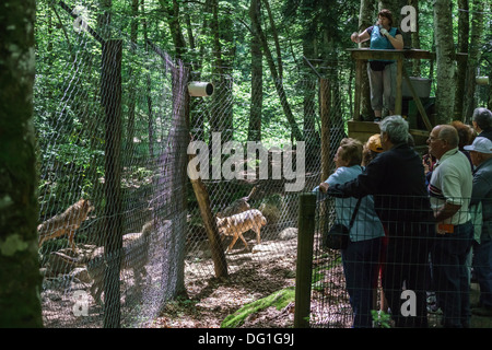 La France, l'Ariège - Orlu, près de Ax-les-Thermes. Parc des loups, loups d'Orlu, une attraction touristique. Les visiteurs dans le parc. Banque D'Images