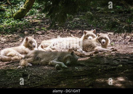 La France, l'Ariège - Orlu, près de Ax-les-Thermes. Parc des loups, loups d'Orlu, une attraction touristique. Les loups blancs. Banque D'Images