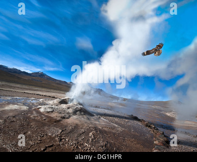 Chili, El Tatio. Vallée des geysers dans le désert d'Atacama Banque D'Images