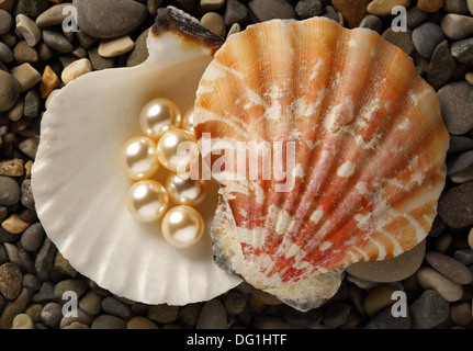 Perles blanches de diffusion dans un coquillage sur cailloux Banque D'Images