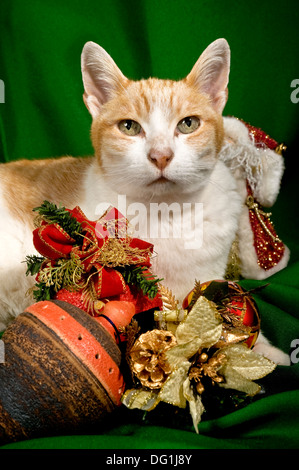 Entre Cat ornements de Noël Banque D'Images