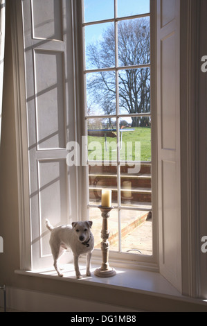 Jack Russell Terrier blanc chien debout à côté du grand chandelier sur rebord de fenêtre à guillotine avec vue sur le jardin Banque D'Images