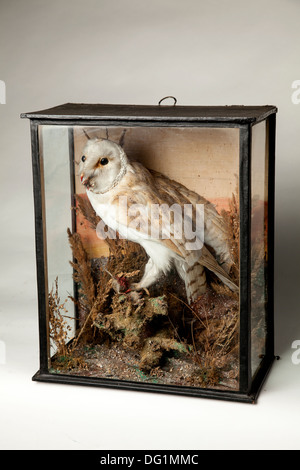 Victorian Barn Owl farcies avec sang froid en cas d'affichage de la souris en verre. Banque D'Images
