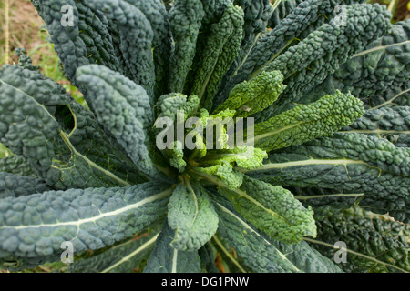 Ce dinosaure sain kale se développe dans le jardin - également connu comme le chou frisé toscan, lacinato chou frisé, chou vert, noir ou cavolo nero. Banque D'Images