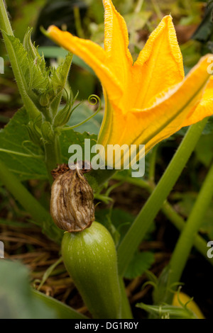 Une fleur à partir d'une courge bush libanais blanc est ouvert au-dessus d'un jeune passé avec squash blossom encore attaché. Banque D'Images