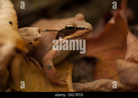 Une grenouille des bois tente de se cacher dans les feuilles d'automne sur Mount Greylock, Adams, Massachusetts. Banque D'Images