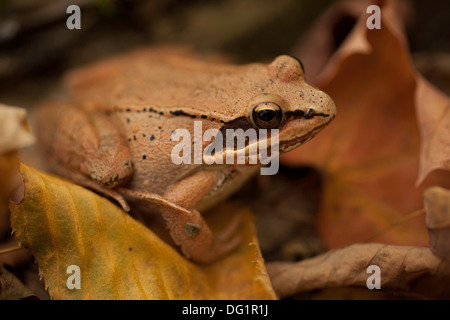 Une grenouille des bois tente de se cacher dans les feuilles d'automne sur Mount Greylock, Adams, Massachusetts. Banque D'Images