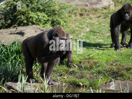 Les gorilles au Parc de primates Apenheul à Apeldoorn, Pays-Bas Banque D'Images