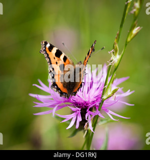 Les petites écailles de papillon sur une fleur de chardon Banque D'Images