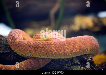 Bush vert Viper, Atheris Squamigera Banque D'Images