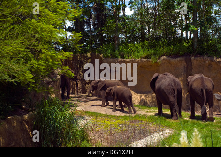 Elephant family walking Banque D'Images