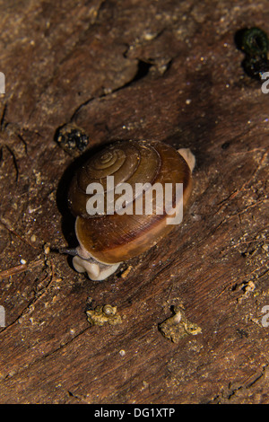 Sur le bois d'escargots Banque D'Images