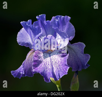 Iris fleur sur l'arrière-plan noir Banque D'Images