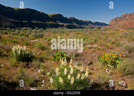 WASHINGTON - deltoïdes, phlox et le lupin blanc dans un pré en fleurs dans le Grand Coulee le long des rives du lac de savon. Banque D'Images