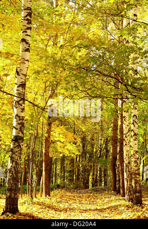 Chemin du soleil d'or de l'automne en octobre forêt mixte Banque D'Images