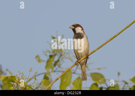 Moineau domestique (Passer domesticus) Banque D'Images