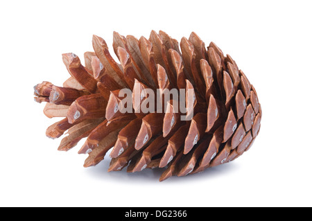 Grand fir cone isolé sur fond blanc Banque D'Images