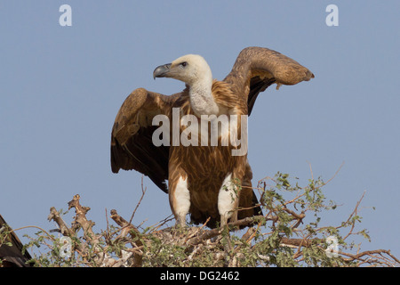 Vautour fauve (Gyps fulvus eurasien ) près de Bikaner, Rajasthan, Inde. Banque D'Images