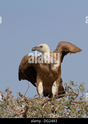 Eurasian vautour fauve (Gyps fulvus) près de Bikaner, Rajasthan, Inde. Banque D'Images