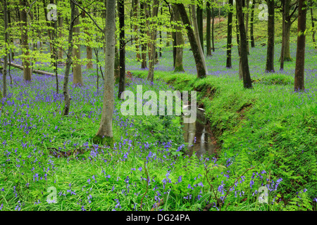 Au printemps dans le parc Coldwaltham Bluebells, Coldwaltham, West Sussex. Banque D'Images