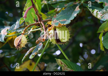 Aesculus, automne, botanique, de châtaignier, de la châtaigne, conkers, 8-9, à cheval, à l'horticulture, de noix, de plantes, d'arbres, pendaison, conker Banque D'Images