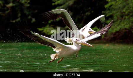 Pelican rose en vol Banque D'Images