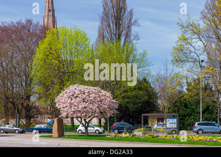 Marcel Rudloff square de fleurs de magnolia Strasbourg Alsace France Banque D'Images