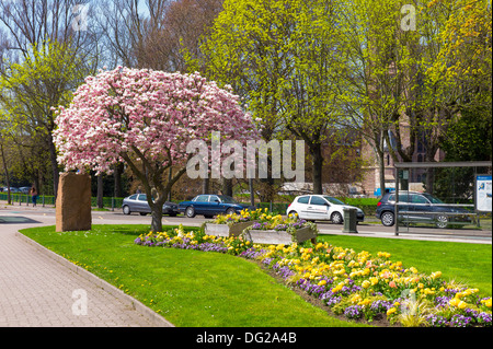 Marcel Rudloff square de fleurs de magnolia Strasbourg Alsace France Banque D'Images