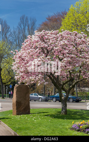 Marcel Rudloff square de fleurs de magnolia Strasbourg Alsace France Banque D'Images