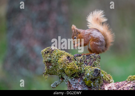 L'Écureuil roux (Sciurus vulgaris) assis sur la souche d'arbre moussu dans décor boisé. Yorkshire Dales, North Yorkshire, UK Banque D'Images