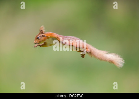 L'Écureuil roux (Sciurus vulgaris) sautant en l'air dans les bois. Yorkshire Dales, North Yorkshire, UK Banque D'Images