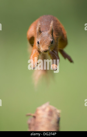 L'Écureuil roux (Sciurus vulgaris) sautant en l'air dans les bois. Yorkshire Dales, North Yorkshire, UK Banque D'Images