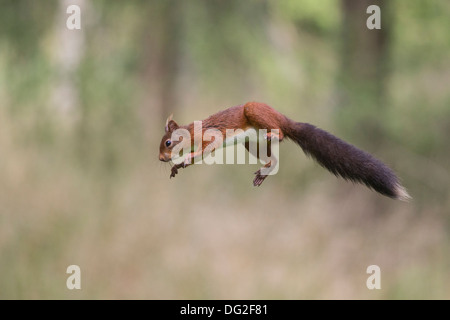 L'Écureuil roux (Sciurus vulgaris) sautant en l'air dans les bois. Yorkshire Dales, North Yorkshire, UK Banque D'Images