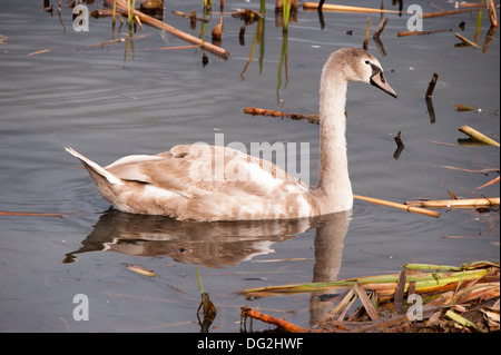 Cygne muet, cygnet Banque D'Images