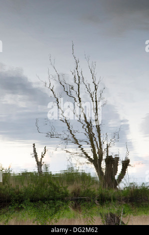 Reflet de ciel coucher soleil crépuscule et arbres morts sur la surface de la rivière Ant, Norfolk Broads, Angleterre. Mai. Banque D'Images