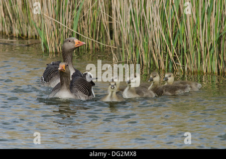 Oie cendrée Anser anser, avec les parents, les jeunes nouvellement éclos sur River Ant, Norfolk Broads, England, UK. Peut Banque D'Images