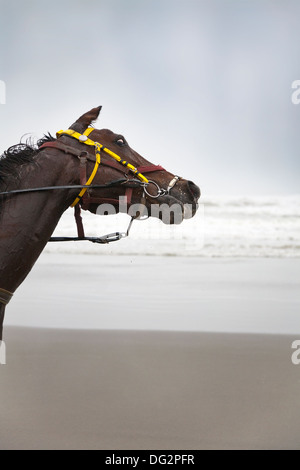 Un cheval portant une patte sur une plage de sable à proximité de la mer. Banque D'Images