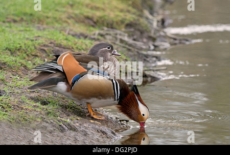 Homme Canard Mandarin Aix galericulata, avec de jeunes, boit de l'eau à côté d'un ruisseau. Au printemps. Uk Banque D'Images