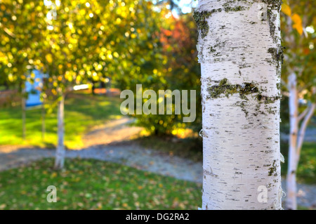 Image en gros plan de l'écorce de bouleau blanc, avec de l'herbe verte et des arbres avec des feuilles jaunes sur fond flou. Banque D'Images