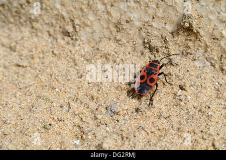 Un seul rampant dans la Pure Firebug Droit de sable Banque D'Images