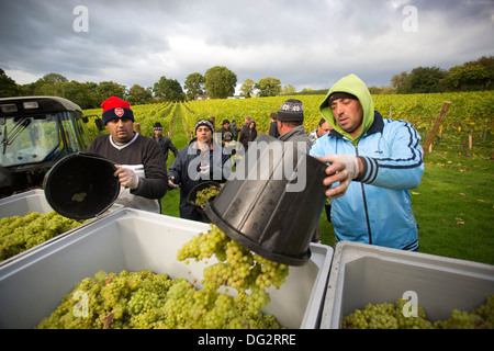 Cueils de fruits dans les vignobles du vigneron anglais Chapel Down Wines, Tenterden, Kent, Angleterre, Royaume-Uni Banque D'Images