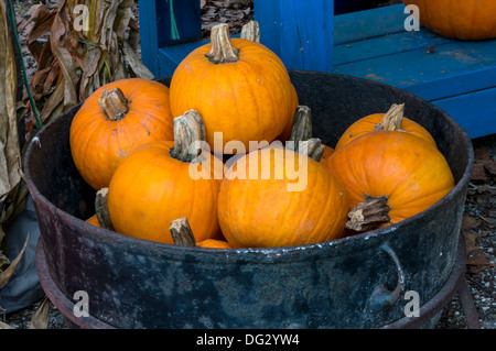 Thanksgiving Halloween Orange et pumpkins [Cucurbita pepo] exposés à la vente dans un fût métallique. Banque D'Images